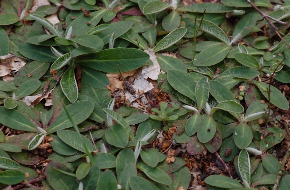 Pilosella officinarum (= Hieracium pilosella) / Pelosella